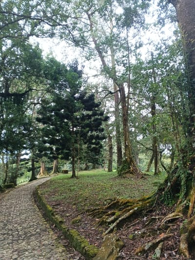 The image depicts a wooded area, specifically a park or forest trail within Tah, Vietnam. A winding cobblestone path, roughly 1.5 meters wide, originates from the lower-left foreground and curves towards the mid-ground on the left. This path is bordered by a low, moss-covered stone or concrete edge. To the right of the path, the terrain is an upward-sloping expanse of ground covered in a mix of green grass, moss, and scattered fallen leaves.
Numerous trees dominate the scene, varying in height and species. Several large trees feature prominently, especially on the right side of the path, with their extensive, thick roots exposed above the ground and covered in green and brown moss. The tree trunks are rough and textured. The overall canopy is dense, with daylight from an overcast sky filtering through the leaves, creating soft, diffused illumination. There are no individuals, animals, or man-made structures visible apart from the path and its bordering edge.