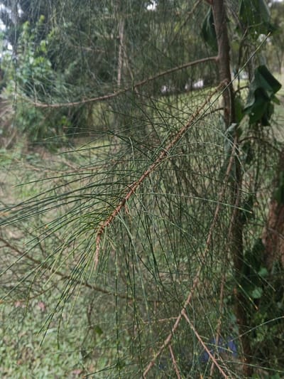 A close-up shot shows a branch of a casuarina tree. The branch is covered in long, thin, needle-like green leaves that extend outward in all directions. The branch is brown, and small yellow spots are visible on the leaves. In the background, other trees and greenery can be seen, creating a natural, slightly blurred backdrop. The image focuses sharply on the texture and patterns of the tree's foliage.