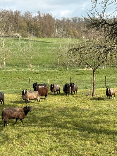 The scene depicts a grassy field in Manternach, Luxembourg. A flock of sheep, varying in shades of brown and black, graze in the enclosure delineated by a wire fence. Bare trees are scattered across the field, with a denser wooded area in the background. The sky is overcast, with glimpses of blue visible through the clouds.
