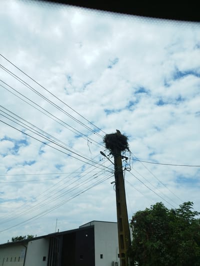 In the city of Bolovani, Romania, a large, messy bird's nest, likely belonging to storks, is perched atop a weathered concrete utility pole. The nest is constructed from an assortment of twigs and branches, and a single bird is visible within it, appearing to be resting or observing its surroundings. The pole itself is adorned with a tangle of electrical wires that crisscross the sky, creating a dense network. Below the pole, a modern, white building with dark window accents is partially visible, along with dense green foliage on the right side of the frame. The sky above is filled with a pattern of fluffy white clouds against a pale blue backdrop.