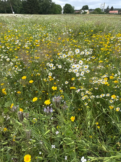 The image depicts a wildflower meadow in Kołczewo, Poland, with a focus on the foreground where various flowers are in bloom. Dominated by yellow and white wildflowers, the meadow is dense with vegetation. Among the prominent flowers are white daisies with yellow centers and bright yellow single-petal flowers. The plants are characterized by their tall, slender stems and numerous leaves, creating a rich, textured ground cover. Pod-like structures are visible on some stems, suggesting the plants are in a late stage of their life cycle. In the background, the meadow extends into the distance, becoming less detailed, with a line of trees and buildings on the horizon under a cloudy sky. A tall, modern structure, possibly a tower or transmission mast, is visible to the right of the buildings. There are no people or animals present in the scene, and no actions or interactions are depicted. The overall impression is one of a natural, untamed landscape.