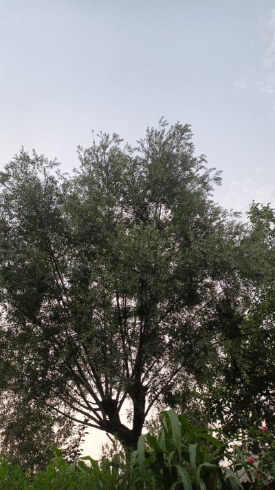 An outdoor, low-angle, full shot shows a large, dense tree with dark green leaves against a pale sky in the city of Pistamazor, Tajikistan. The tree's branches are visible through the foliage, spreading outwards. At the base of the tree, a patch of bright green corn stalks and other foliage is visible. The sky is mostly clear with a faint haze and a very small dark speck, possibly a bird or an aircraft, in the upper left quadrant. The overall lighting suggests it is either early morning or late evening.