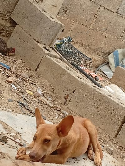 The image depicts a brown dog lying down on a rough, concrete surface amidst debris. The dog is in the foreground, facing towards the left of the frame, with its head turned slightly towards the camera. Its ears are large and pointed. Scattered around the dog are rocks, dirt, and various pieces of trash, including plastic, metal rods, and a black mesh bag. In the background, large, rough concrete blocks are stacked. To the far left, a dark-colored chicken, possibly with red markings on its head, is visible, appearing to be resting or foraging amongst the debris. The overall environment suggests an outdoor, possibly urban or industrial, setting with significant disarray and accumulated waste. There are no people visible in the image.
