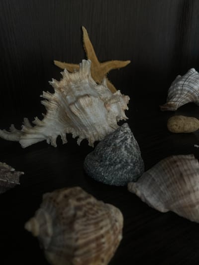 A close-up, low-angle shot captures a collection of seashells and stones arranged on a dark, wooden surface. In the background, a tan starfish is visible. In the mid-ground, a large, ornate seashell dominates the left side of the frame. To its right, a rough, grey stone sits in focus. Further to the right, another seashell with a striped pattern is partially visible. In the foreground, out of focus, another seashell with similar striped patterns is present on the left. The overall lighting is dim, creating shadows and highlighting the textures of the objects. The image does not contain any discernible elements to identify a specific location in the city of Пешнево, Russia.