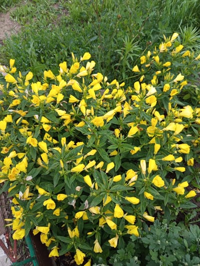 This is a photograph of a dense cluster of yellow evening primrose flowers in bloom. The flowers are small, with four delicate petals, and appear to be at various stages of opening and closing. They are borne on slender, leafy stems, with dark green foliage providing a backdrop. In the background, there is blurred green vegetation, suggesting an outdoor setting like a garden or a field. The lighting suggests it is daytime, and the overcast appearance of some petals hints at recent rain or dew. There are no people or specific objects, other than the plants themselves, in the frame. The image captures the natural beauty of the blooming flowers, with a focus on the vibrant yellow against the green. The context of Älimbet, Kazakhstan, provides a geographical location for this natural scene.