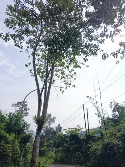 The image presents a vibrant, verdant natural landscape, characteristic of a tropical or subtropical region such as Meilangtlang, Myanmar (Burma). The scene is dominated by a large, multi-trunked tree in the left and center foreground, its pale, textured bark contrasting with the rich green of its dense foliage. A fern is visible growing on one of the tree's trunks.

The sky above is a light blue with scattered white clouds, indicating bright daytime conditions. Sunlight streams through the tree's canopy on the upper right, creating a bright glare that suggests either morning or late afternoon light.

The midground and background are filled with a lush assortment of green vegetation, including various trees, bushes, and tall, slender bamboo stalks on the right. A narrow, unpaved or lightly paved road is partially visible at the bottom of the frame, hinting at a pathway winding through this natural setting. Two dark utility poles with power lines stretched between them are present on the right side of the image, indicating some level of infrastructure within this otherwise wild environment.

No people or animals are visible, and no specific activity is taking place. The overall impression is one of serene, abundant nature under a bright sky. There is no visible text in the image.