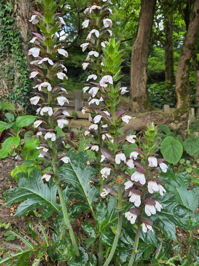 The image shows a close-up view of two flowering spikes of an Acanthus plant, also known as Bear's Breeches. The flowers are white and delicate, with purple bracts, and are arranged in a tall, erect spike. The spikes are covered in numerous flowers, some of which are fully open, while others are still in bud. The plant has large, dark green, glossy leaves. The background consists of a lush, green garden setting with large trees and other foliage. There are no people or animals visible in the image. The lighting suggests it may be daytime, possibly overcast, as there are no harsh shadows. The scene is set in a natural outdoor environment, consistent with the provided location context of Doneztebe / Santesteban, Spain. The image is oriented vertically, with the flowering spikes running from bottom to top. The overall impression is one of natural beauty and abundance. No visible text is present.