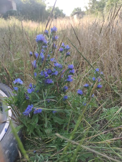 A medium shot captures a cluster of vibrant blue flowers blooming amidst dry, golden grass and green foliage. In the lower left corner, a portion of a black tire with a silver rim is visible, suggesting the presence of a vehicle. The background is softly blurred, showing distant trees and a small, indistinct building under a bright, hazy sky. The scene is located outdoors, likely in a rural or natural setting within the city of Blizhnii Khutor, Moldova.