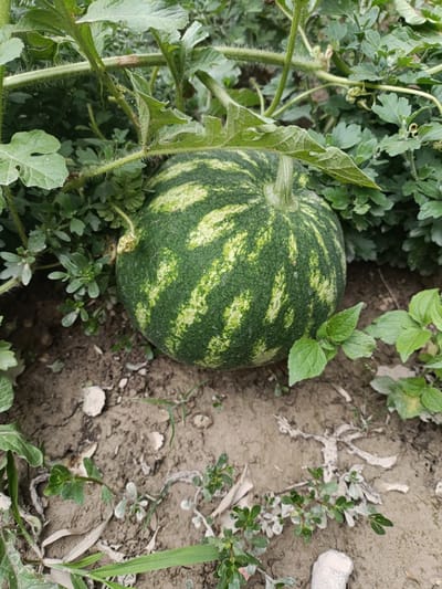 The image depicts a small, unripe watermelon nestled amongst lush green foliage and dry earth. The watermelon is round with distinct stripes of dark green and lighter green, suggesting it is still growing. It sits on the ground, partially obscured by large, broad leaves and tendrils of the watermelon vine. The soil around it is a mixture of dark brown earth and scattered dry leaves or debris. In the background, more green leaves and vines create a dense, natural environment. The overall scene captures a moment in the growth cycle of the watermelon, likely in a rural or garden setting. The specific location in Tash-Dobo, Kyrgyzstan, implies a context of agriculture or a natural landscape typical of that region.