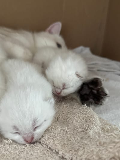The image shows three newborn kittens nestled together on a soft, textured surface, likely a blanket or towel. The kittens are predominantly white with faint grey markings. Their eyes are closed, indicating they are very young. A larger, white cat, presumably the mother, is partially visible in the background, with its pink ear and part of its head in focus. The environment appears to be indoors, with a blurred brown background suggesting a cardboard box or a wall. The scene conveys a sense of warmth and peacefulness. There is no information to indicate this image is related to the city of Yurukovo, Bulgaria.