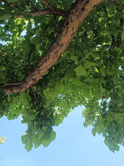 The image shows an upward view of a tree canopy against a clear blue sky. The tree trunk, textured with rough, reddish-brown bark, is prominently featured diagonally from the lower left to the upper right. Lush green leaves, some catching sunlight and appearing brighter, fill the upper and right portions of the frame, obscuring much of the sky. The scene is likely from Eshanguzar, Uzbekistan, capturing a natural outdoor environment. There are no people or actions depicted in the image.