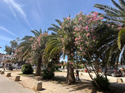 In Hyères, France, a sunny day is captured in this outdoor shot. The foreground is dominated by a paved walkway and a gravelly area with several large, light-colored, rectangular stone bollards. Behind these, a line of palm trees with lush green fronds stretches across the frame, interspersed with flowering bushes bearing clusters of small pink blossoms. The foliage casts dappled shadows on the ground.
Further back, a few more palm trees and a building with white walls and terracotta roofs are visible. A dark-colored hatchback car is parked on the gravel. One person, wearing a hat and a striped shirt, is standing near one of the palm trees, appearing to be interacting with something on the ground. The sky above is a clear blue, with faint wispy clouds and a linear contrail from an aircraft. The overall scene suggests a relaxed, possibly coastal or Mediterranean, environment.