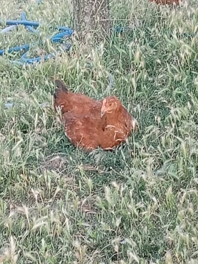 In Semionovca, Moldova, a brown chicken rests on the ground, nestled within tall green grass. The chicken is facing left, with its head turned towards the viewer. Its feathers are a deep brown, and its beak is a lighter shade of orange. In the background, a blurry blue object, possibly a hose or cable, is visible amongst the grass. The overall scene is one of a tranquil rural setting.