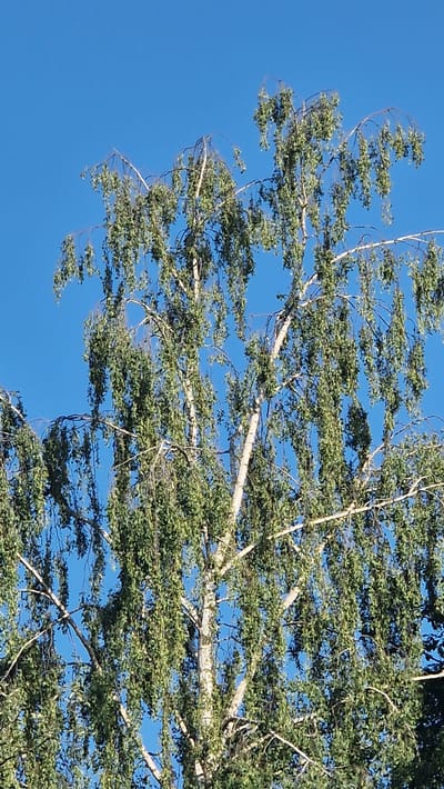 This media file is a close-up, eye-level shot of a tree against a clear, bright blue sky. The tree's branches are the dominant subject, heavily laden with green foliage. The branches themselves are a light, grayish-white color, with some appearing quite thick and substantial, while others are thinner and more delicate. The leaves are small and densely packed, creating a textured canopy. Some of the thinner branches and leaves are blurred, suggesting movement, possibly due to wind. The lighting indicates it is daytime, likely sunny given the brightness of the sky and the way the light filters through the leaves. There are no people or man-made objects visible, focusing entirely on the natural elements of the tree and sky. The location cue "Ichenhausen, Germany" suggests a temperate climate where such deciduous trees are common. The overall mood is serene and natural, with no specific emotional cues conveyed beyond the peacefulness of a clear day. There is no visible text in the image.