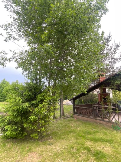 The image depicts a yard with a wooden structure, likely a pergola or a covered porch, situated near a grassy area. A tree with dense green foliage dominates the left side of the frame. The sky is visible through gaps in the tree branches. The location is Куликово, Russia.