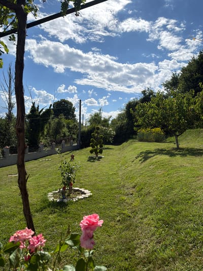 The image depicts a backyard garden in Chavei, Bulgaria, on a bright, partly cloudy day. The foreground features vibrant pink roses, their petals soft and unfurled. A large tree trunk, likely part of a vine structure, dominates the left side of the frame. Beyond the roses, a neatly manicured lawn stretches across the scene, sloping gently upwards towards a line of dense green trees and shrubs that form the property's boundary.
In the middle ground, a small, young tree with red ornamental accents is planted within a circular bed of stones. Further back, a decorative, cone-shaped shrub stands to the right of a low, grey stone wall topped with a black metal fence. A single, mature tree with a broad canopy of green leaves is situated on the right side of the property, casting a dappled shadow on the grassy slope. The sky above is a brilliant blue, punctuated by fluffy white clouds. Telephone poles and wires are visible in the background, indicating the presence of infrastructure. The overall impression is one of a well-maintained, peaceful outdoor space.