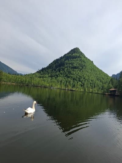 A serene landscape features a tranquil lake with a white swan swimming in the foreground. The swan is positioned to the left of the frame, facing right, with its reflection visible on the water's surface. The lake's surface is dark and reflects the surrounding environment, which includes a lush, tree-covered conical mountain dominating the background. The mountain is densely forested with vibrant green trees, creating a textured, undulating slope. Along the far shore of the lake, a line of trees separates the water from the mountain's base, with a small wooden structure visible on a pier on the right side of the image. The sky above is a pale gray, with wispy clouds suggesting an overcast or partly cloudy day. The overall impression is one of natural beauty and peaceful seclusion, typical of areas like Vydrino, Russia, known for its scenic lakes and mountainous terrain.