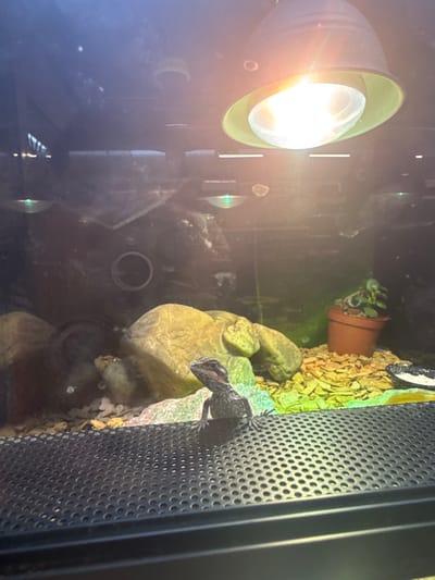 The image depicts a small, grey-patterned lizard, possibly a juvenile bearded dragon, positioned centrally on a black, perforated surface in the foreground. The lizard faces forward, its head slightly elevated, with its front limbs visible. The scene is set within a clear glass enclosure, likely a terrarium, which shows numerous smudges and reflections on its inner surface, including circular light sources and geometric shapes from the surrounding room.
Inside the enclosure, a naturalistic habitat is arranged. To the left, several large, light brown, textured rocks or artificial rock formations are present, resting on a substrate of smaller, light-colored pebbles. To the right, the substrate transitions to a spread of flat, yellowish-brown, irregular pieces, resembling wood chips or specialized reptile bedding. A small, potted plant with green leaves in a brown terracotta-style pot is situated on this substrate in the mid-ground to the right. A small, shallow dish, partially white and black, rests on the substrate near the potted plant.
Above, a prominent light fixture hangs from the top of the enclosure; it features a bright, illuminated bulb within a dark green or black conical reflector, casting intense light downwards. The overall environment suggests a controlled habitat for a reptile, located in Fleury-les-Aubrais, France. No human subjects are visible.