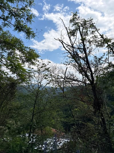 The image captures a dense, green forest landscape within Vrnjacka Banja Municipality, Serbia, viewed from an elevated perspective. The upper portion of the frame is occupied by a bright blue sky adorned with scattered white cumulus clouds. The immediate foreground and midground are densely vegetated with various trees and shrubs. On the left, a tree with vibrant green, compound leaves and some white clusters, possibly flowers or seed pods, frames the view. The right side features a tree with darker, more robust branches, some of which are bare, indicating dead wood or a specific species characteristic.
Below the immediate tree canopy, undulating layers of green, forested hills extend into the background, visible under the partially cloudy sky. Towards the bottom center, through the thick foliage, glimpses of human infrastructure are evident: a section of a white building and a distinct orange-red roof are visible, nestled within the dense greenery. The very bottom of the foreground contains patches of light-colored, fluffy plant material and some purple flowers. The scene is illuminated by natural daylight, suggesting a clear day during the spring or summer season. No individuals are visible in the frame.