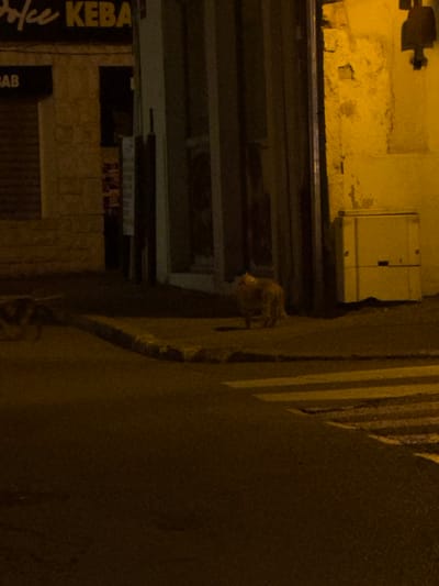 A nighttime street scene in Vienne, France, shows a yellow-lit building with signage indicating "Dolce Kebab" and "BAB". In front of the building, a street with a pedestrian crossing is visible. A light-colored cat stands on the sidewalk, facing to the left of the frame. Further to the left, a dark-colored animal, possibly a dog, is partially visible, moving away from the camera. A yellow electrical box is mounted on the exterior wall of the building. The overall scene is dimly lit with strong artificial yellow lighting.