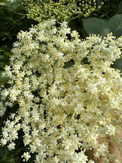 This media file features a close-up view of a cluster of white elderflowers, likely from a Sambucus nigra plant, common in Lithuania. The flowers are small, star-shaped, and gathered in dense, flat-topped cymes. Many of the flowers are fully bloomed, revealing yellow stamens, while some smaller clusters to the left appear to be developing flower buds, still green and tightly packed. In the background, dark green leaves and shadows suggest an outdoor setting, possibly a garden or natural area. The lighting indicates it is daytime, likely with sunlight dappling through the foliage, creating a bright and natural look. The scene is static, focusing entirely on the botanical subject. There is no visible text or clear indication of human activity beyond the implied presence of the photographer. The overall impression is one of nature in bloom, with a focus on the intricate detail of the elderflower clusters.