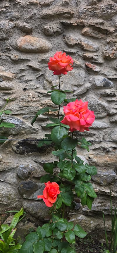 A vertical, medium shot captures three vibrant, salmon-pink roses with green leaves against a rough, grey stone wall. The roses are the primary subjects, with one fully bloomed in the foreground at the bottom, another larger, open bloom in the middle, and a third, smaller, more bud-like rose at the top. The stone wall is textured with varying sizes and shapes of rocks, some appearing smooth and rounded, others rough and angular. A thin, dark wire runs horizontally across the mid-section of the image. The lighting suggests an overcast day, with soft, diffused light. The environment appears to be an outdoor garden setting, likely in a residential area, given the proximity of the stone wall. The image does not contain any people or animals. This scene is located in Benasque, Spain.