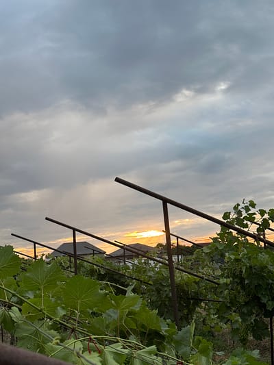 This image captures a vineyard scene at dusk, with the setting sun visible through a break in the clouds. The sky is filled with dramatic, overcast clouds that are illuminated by the warm, golden hues of the sunset, creating a soft, diffused light. A vineyard trellis, constructed from dark metal poles, runs diagonally across the frame, supporting lush green grapevines. The leaves of the vines are vibrant and detailed, with some showing the characteristic venation of grape leaves. In the background, hints of agricultural structures and vegetation are visible, suggesting a rural or semi-rural setting. The overall mood is tranquil and contemplative, with the natural beauty of the vineyard bathed in the soft light of sunset. The location is Miatli, Russia, and the time of day is evening. There is no visible text in the image.