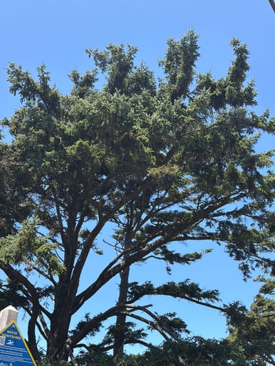 A low-angle shot captures the top branches of a large conifer tree against a clear blue sky, in the city of Cannon Beach, United States of America. The tree's branches, laden with dark green needles, extend outward and upward, some appearing gnarled and windswept. The texture of the bark is visible on the thicker branches, suggesting age and resilience.
In the lower left corner, a portion of a yellow triangular sign with blue text is visible, partially obscured by the tree's foliage. The text includes the words "WATER MONITORING" and a graphic of a swimming person, along with smaller printed information. A weathered wooden post stands to the left of the sign. The background is exclusively the bright, cloudless blue sky. The overall scene is outdoors, likely in a coastal environment given the context of water monitoring.