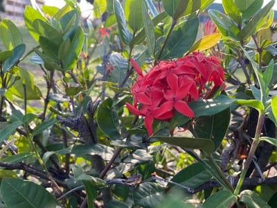 The image depicts a close-up view of a cluster of red Ixora flowers surrounded by green foliage. The scene appears to be outdoors with bright sunlight. The location is Tawpo, Nigeria, according to the user's prompt. No people are visible. A dead branch is also visible among the green foliage. The focus is on the Ixora flower cluster.