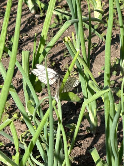 The image shows two white butterflies resting on the ground among the green stalks of onion plants. The butterflies have dark veins on their wings, creating a delicate, striped pattern. The ground is dark soil, with some smaller green plants and fallen leaves visible. The onion stalks are long, cylindrical, and a vibrant green, with some appearing to be bent or broken. The scene is illuminated by bright sunlight, casting shadows from the stalks onto the ground, suggesting it is daytime. The location is identified as Ovsyanka, Russia, indicating an outdoor agricultural or garden setting. The overall impression is one of a peaceful natural scene, capturing a moment of stillness with the butterflies at rest. There is no visible text in the image.