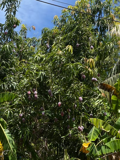 The image shows a mango tree laden with ripe, purple mangoes in Conchagua, El Salvador. The tree is lush and green, with large leaves. Several bunches of mangoes are visible, hanging from branches. In the background, there are hints of banana trees with their large leaves, and power lines run overhead. The sky is a clear blue, suggesting a sunny day. The scene appears to be outdoors, likely in a residential or agricultural area.