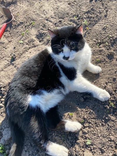 A black and white cat lies on its back, stretching its paws upwards, on tilled, light brown soil. The cat's fur is predominantly white on its face, chest, belly, and paws, with distinct black markings on its head, ears, and patches across its body. Its eyes appear partially closed, suggesting relaxation or enjoyment. Small green sprouts are scattered across the bare ground, indicating a garden or cultivated area. Bright, direct sunlight illuminates the scene, casting clear shadows and highlighting the texture of the soil and the cat's fur. In the lower left corner, a portion of a small gardening tool with a red handle is visible. The overall impression is one of a cat enjoying the sun in an outdoor garden setting in Wielka Wieś, Poland, on a bright, clear day. No text is visible in the image.