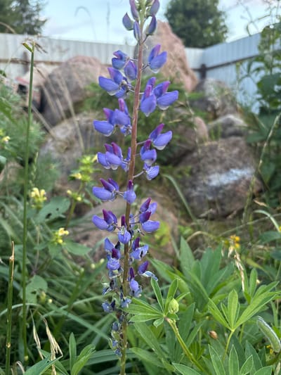 A single stalk of purple lupine flowers stands upright in the foreground of a naturalistic setting, likely a garden or wild area. The flowers are detailed, with individual blossoms showcasing delicate purple petals tinged with darker hues. Several drops of water cling to the petals, suggesting recent rain or dew. The stalk is surrounded by lush green foliage and blades of grass. In the background, large, rough-textured rocks are visible, some with what appears to be white spray paint markings. A pale, slatted fence runs horizontally across the upper portion of the background. The sky above is overcast. The scene is devoid of human presence and no identifiable actions are occurring. The location is described as Lyady, Russia.