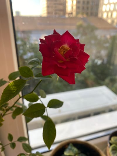 A single, vibrant red rose blooms indoors, positioned in the foreground of the image. Its petals are unfurled, revealing a yellow and orange center. The rose is attached to a stem with several green leaves, some of which are partially illuminated by light, creating a patterned effect. The background is out of focus, showing a window with a view of buildings and trees, suggesting an urban setting. Below the window, there is a white ledge or surface, and at the bottom of the frame, parts of potted plants are visible. There are no people or animals present. The scene appears to be an indoor windowsill overlooking a city. The specific location of Novaya Usman', Russia is not identifiable from the visual information in the image.