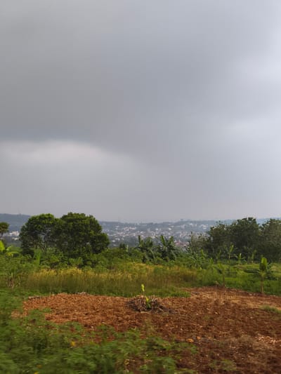The image captures a wide-angle view of a rural-urban landscape under an overcast sky. The top two-thirds of the frame are dominated by a heavy, uniform grey cloud cover, indicating an overcast or possibly rainy day, with some lighter patches suggesting varying cloud thickness.
In the mid-ground, a dense line of lush green trees forms a visual barrier, separating the immediate foreground from a distant settlement. Peeking through and above these trees, a sprawling city or town is visible, characterized by numerous buildings with light-colored roofs, nestled among rolling hills that recede into a hazy horizon. Scattered across these distant hills are patches of dense vegetation.
The foreground is comprised of a dynamic mix of agricultural land and wild vegetation. On the right and center, a large patch of reddish-brown, freshly tilled earth stands out, showing distinct furrows and clods of soil, suggesting recent farming activity. Around this tilled area, and extending across the bottom and left of the frame, is an abundance of green foliage. This includes various bushes, grasses, and young broadleaf plants, possibly including banana plants, given the typical Indonesian agricultural landscape. Some taller, yellowish-green plants, resembling mature corn or similar crops, are also visible behind the tilled earth.
No people or prominent man-made structures are visible in the immediate foreground. The scene presents a tranquil, somewhat subdued atmosphere due to the grey sky, showcasing the intersection of agricultural practices, natural vegetation, and distant urban development in a hilly, tropical environment, consistent with the location context of Babakan Madang, Indonesia. There is no visible text in the image.