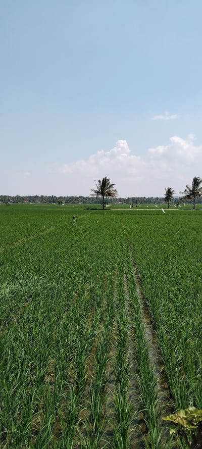 A verdant rice paddy stretches across the frame under a clear blue sky dotted with fluffy clouds. Rows of lush green rice stalks stand tall, partially submerged in water. In the distance, coconut trees are scattered along the horizon. A few figures can be seen working in the field. The image captures a serene agricultural landscape, highlighting the cultivation of rice.