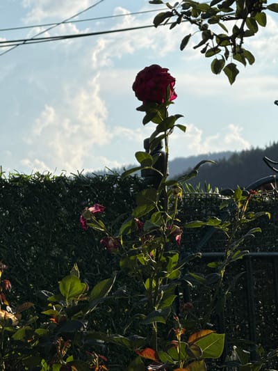 A solitary, deep red rose stands prominently in the foreground, its petals slightly curled and catching the sunlight. The rose is on a tall stem with green leaves and thorns. Behind the rose, a dark green hedge forms a backdrop. Further in the distance, a dark silhouette of forested hills can be seen under a bright blue sky with scattered white clouds. A thin black wire runs diagonally across the upper portion of the sky, suggesting its location is outdoors, possibly in a garden or a yard within Yurukovo, Bulgaria. No people or animals are visible in the frame.