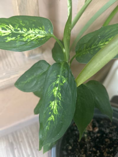 The media file is a close-up, top-down shot of a potted houseplant. The plant has large, dark green leaves with irregular patterns of lighter green and yellow variegation. Several leaves are visible, along with parts of the stems. The plant appears healthy. In the upper right corner, a portion of the black plastic pot containing dark soil and some small pebbles or perlite is visible. The background consists of a light-colored, textured surface, possibly a wooden table or windowsill. The lighting suggests an indoor setting during the daytime. There are no people or text visible in the image. The overall impression is of a well-maintained indoor plant.
