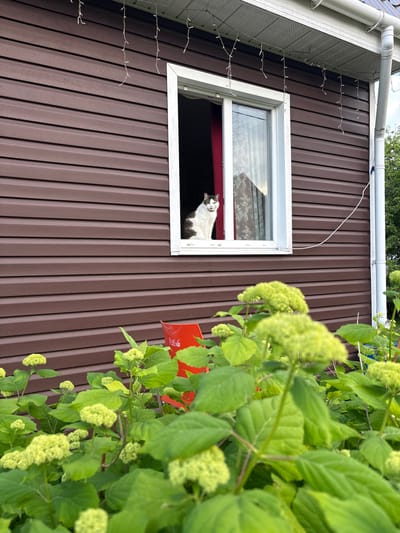 A low-angle shot captures a brown, corrugated metal siding on the exterior of a building, likely in Slavyanka, Russia. A white-framed window is set into the siding, and a cat with white and dark markings peeks out from within. The window is open, and a hint of red fabric is visible inside the room. To the right of the window, a lush green plant with large leaves and clusters of pale green, spherical buds fills the frame. A bright orange object, possibly a planter or sign, is partially visible amongst the foliage. Along the upper left portion of the building's siding, a string of small, white lights is draped. The lighting suggests it is daytime, with the sun illuminating the scene. The overall impression is a domestic outdoor setting, possibly a residential building or shed, with a curious cat observing the outside world.