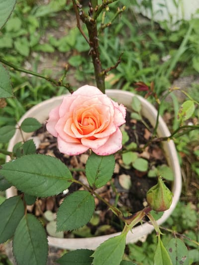 A single, fully bloomed pink and orange rose is centered in a white pot filled with dark soil and green foliage. The rose petals are a delicate blend of soft pink on the outer edges, transitioning to a vibrant peachy-orange at the center, with a spiral pattern. Several dark green, serrated rose leaves surround the bloom, with a single green rosebud visible to the lower right. The plant is growing in a white pot, placed outdoors amongst other green plants and grass. The background is blurred, suggesting an outdoor garden setting. There are no people present in the image.