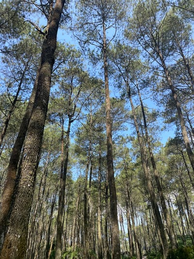 This image captures a low-angle perspective looking upwards into a dense forest of tall pine trees located in Cikole, Indonesia. Numerous tree trunks, characterized by their textured, dark brown and gray bark, are prominently displayed, with many exhibiting patches of light green moss or lichen. The trunks ascend vertically, filling the majority of the frame, with their branches and needle-like green foliage forming a canopy overhead. Through the gaps in the foliage, distinct patches of clear, bright blue sky are visible. The overall lighting suggests a sunny outdoor environment. In the distant lower-right section of the forest, subtle indications of human-made wooden structures or shelters are faintly discernible amidst the undergrowth, suggesting a managed or recreational area. No people are visible within the frame.