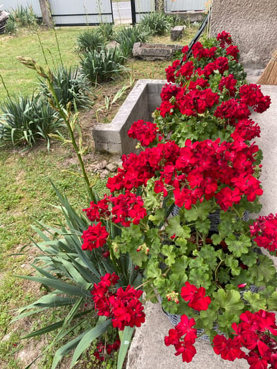 The image displays a close-up view of a garden bed featuring vibrant red geraniums and spiky green yucca plants. The geraniums are planted in dark pots, some of which are partially visible and decorated with a grey and white patterned trim. They are in full bloom, with numerous clusters of red flowers. In the background, there are more yucca plants and a grey concrete structure, possibly a retaining wall or planter box. A thin, tall stalk with small buds is emerging from one of the yucca plants. The ground is covered with green grass and some dry soil. A portion of a light-colored fence is visible in the far background, suggesting an outdoor residential setting. The scene is likely a garden or yard in Velykyi Bychkiv, Ukraine.