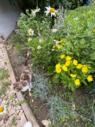 A vibrant outdoor scene captures a domestic calico cat amidst a lush garden bed. The cat, with its distinctive patches of orange, black, and white fur, is positioned low to the ground, appearing to sniff or observe its surroundings near a concrete border. Its long, ringed tail stretches out behind it.
The garden is rich with various plants and flowers. Bright yellow flowers, possibly evening primrose, bloom prominently in the upper right. White daisies with sunny yellow centers are scattered throughout the left and center, some standing tall. There are also plants with silvery-green, feathery foliage, and others with spiky, blue-green leaves, possibly a variety of dianthus. Taller plants with purple flower spikes are visible behind the daisies. The ground consists of dark soil, interspersed with small stones and gravel, particularly along the concrete edging where the cat is located.
In the bottom right corner, the toe of a white sneaker is visible, suggesting a person is standing nearby, possibly the photographer. The lighting indicates it is daytime, with bright, even illumination suggesting pleasant weather. The setting appears to be a private garden or yard in Valchedram, Bulgaria, conveying a peaceful and natural atmosphere. No text is visible in the image.