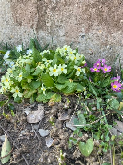 The scene, located in Vlado Trichkov, Bulgaria, presents a ground-level view of flora against a weathered structure. Multiple primrose plants are documented, featuring pale yellow blossoms with yellow centers predominantly positioned left of center, alongside a smaller grouping of magenta blossoms with yellow centers to the right. White primroses are partially visible on the far left. The plants display prominent green, textured leaves. The immediate foreground comprises dark soil, interspersed with dry leaves, small stones, and emergent green vegetation, including sparse grass blades. A small, white, ovoid object is identifiable on the soil in the mid-right. The background consists of a rough, light-colored concrete or stone wall, displaying textural variations and environmental patina. Illumination suggests ambient daylight conditions.