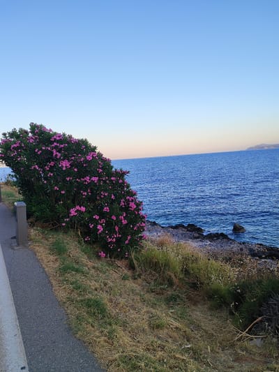 The image depicts a coastal scene in Gefyra, Greece, at dusk. A dense shrub with vibrant pink flowers dominates the left side of the frame, growing alongside a paved walkway. Beyond the shrub, a rocky shoreline meets the calm, deep blue sea. The sky above is a clear gradient of light blue, transitioning to a pale orange at the horizon. The overall atmosphere is tranquil and natural. There are no people or animals visible in the image, and no actions or interactions are taking place.