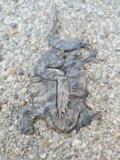The image shows a dried, flattened amphibian, likely a frog or toad, lying on a gravelly surface. The amphibian's skin is dark gray and shriveled, with visible folds and texture. Its limbs are contorted and appear dried out. The surrounding ground is composed of small, multi-colored pebbles and sand. The lighting suggests an outdoor environment. The image does not contain any information about Leporano, Italy, nor does it depict any people, actions, or interactions.