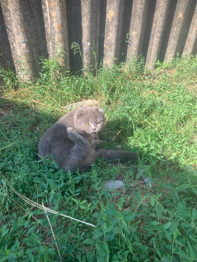 A medium shot shows a grey cat with folded ears sitting in overgrown green grass. The cat is scratching its head with its right hind leg. The cat's eyes are orange. Behind the cat is a corrugated grey fence. The scene is outdoors on a sunny day. There is no indication of Lypetske, Ukraine in the image.