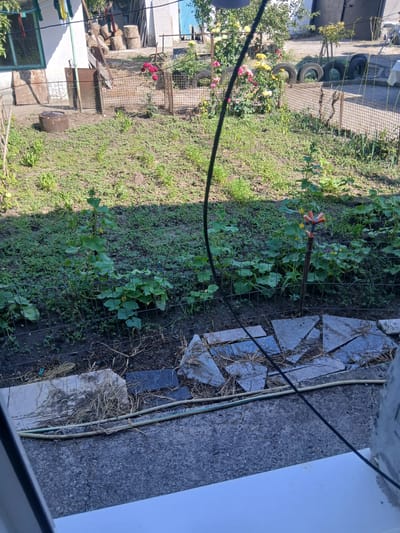 The image depicts an outdoor scene, likely a backyard or garden area in Vatra, Moldova. The perspective is from a window, looking out at a slightly overgrown yard.
The primary subjects are plants and garden elements. In the foreground, a garden hose with a sprinkler attachment is visible, positioned near a fence that encloses a section of the yard. Within this enclosed area, several plants with large green leaves and small yellow flowers are growing, possibly cucumbers.
Beyond this, the yard features a variety of elements. A chain-link fence runs through the scene, separating different sections of the property. There are bushes with pink and yellow roses, suggesting a cultivated garden area. Several old tires are stacked or laid out in the yard, one of which appears to be holding up a rose bush. Further back, a pile of logs is visible, indicating recent or ongoing outdoor work. A metal bin or barrel and other rusted metal objects are also present.
The ground is a mix of dirt and green vegetation, with some areas appearing drier than others. Scattered stones or paving slabs are laid out in a section of the yard. The overall impression is one of a functional, somewhat unkempt, residential outdoor space.
The lighting suggests it is daytime, with shadows cast on the ground, indicating the sun is out, likely mid-morning or afternoon. The weather appears to be pleasant. There are no people visible in the image. The presence of cultivated plants, garden tools, and materials like logs points to a domestic setting where gardening or yard maintenance is taking place or has recently occurred.
