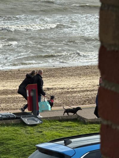 The image depicts a coastal scene in Felixstowe, United Kingdom, viewed from a slightly elevated position. The background features a rough, grey sea with white-capped waves breaking onto a wide, light-brown sandy beach covered with dark debris.
In the midground, a paved promenade runs parallel to the beach. A man and a woman are walking from left to right on this promenade. The man, balding and wearing a dark jacket, blue jeans, and white athletic shoes, holds two leashes attached to two black dachshunds. He also carries a light blue shopping bag with a gold emblem and text in his right hand. The woman, walking to his left and slightly behind, is dressed in dark clothing. A red utility post or bollard is positioned in front of them, partially obscuring both individuals. The two black dachshunds, one with a red harness, walk ahead of the couple on their leashes. A third person is partially visible on the far right, walking in the same direction, partially obscured by a brick wall.
The foreground consists of a strip of green grass, followed by two dark grey wheeled bins; the lid of the bin on the left is open and rests on the ground. The top rear section of a blue car, including its roof and shark fin antenna, is visible at the bottom of the frame. A brick wall borders the right side of the image. The lighting indicates an overcast day.