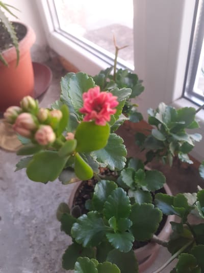 A close-up shot captures a pink flowering plant with a cluster of unopened buds on the left, and a single open flower on the right. The plant has thick, fleshy, green leaves with scalloped edges. The plant is in a light brown pot, and is placed on a grey surface. In the background, a window with white trim is visible. To the left of the window, a part of another terracotta pot with a plant can be seen. The scene is likely an indoor setting, possibly a windowsill. The location is stated to be the border of Gyumri-Akhuryan, Armenia.